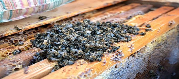 World's first honey bee vaccine, not a cure-all says beekeeper