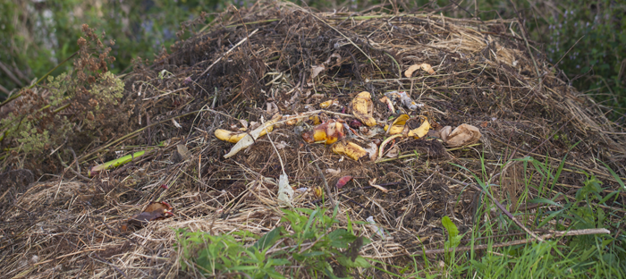 Compost heap with food waste