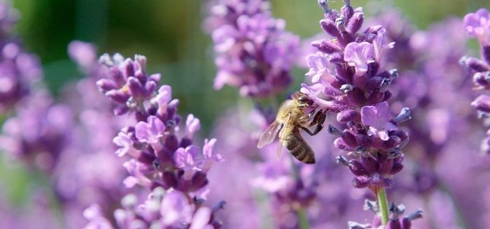 Grow Lavender for Summertime Blooms - Dave's Garden