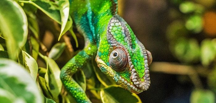 Voeltzkow's chameleon unseen for over a century re-discovered in
