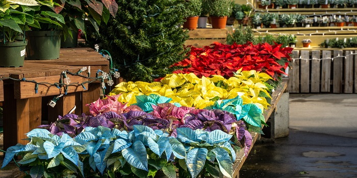 dyed poinsettias of different colors