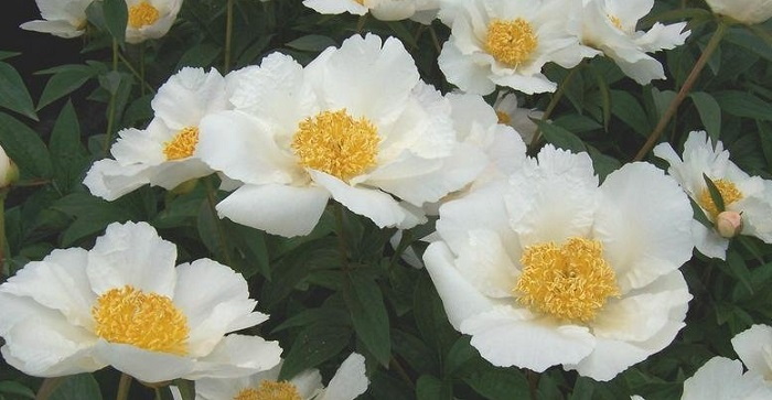 Growing Peonies Without Supports - Dave's Garden