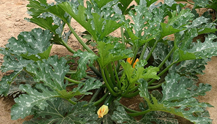 zucchini plant