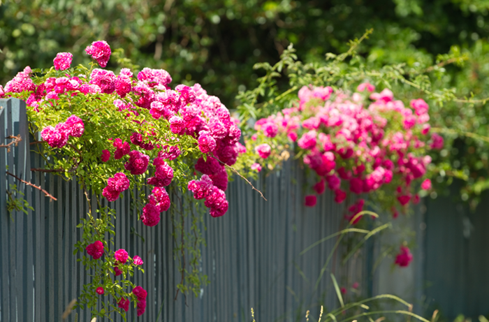 Curtain Creeper: An Easy-To-Grow Climbing Plant That Makes Your Home Garden  Vibrant