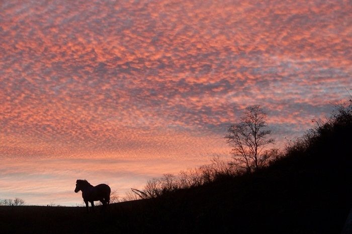 sunset with horse