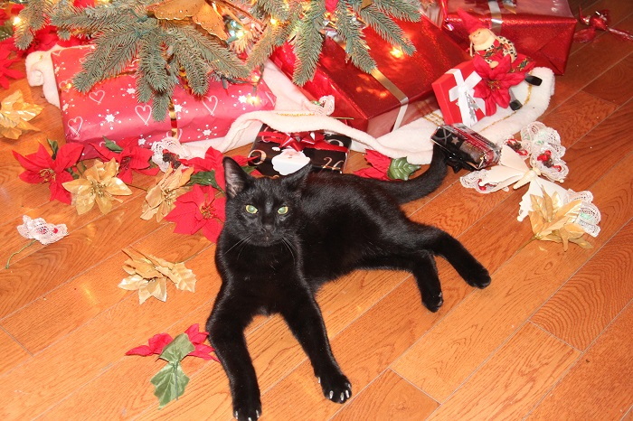 Cat with demolished Christmas Tree