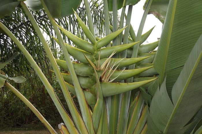 Is it a palm Tree Or Is It a Banana Tree? - Dave's Garden