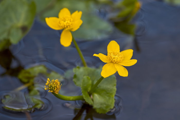 7 Water-Loving Pond Plants for Your Garden - Dave's Garden