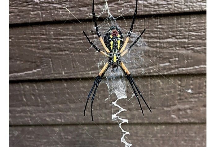 What to Know About the Garden Spider