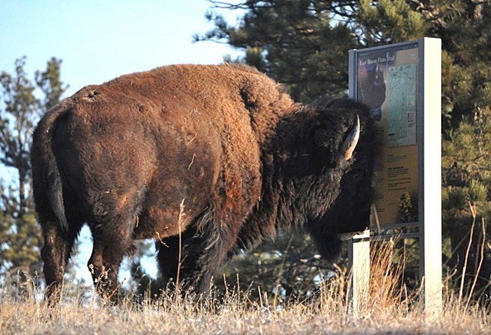 buffalo near an information sign in Yellowstone