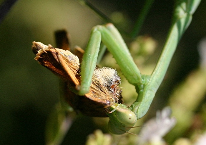 praying mantis eating an insect