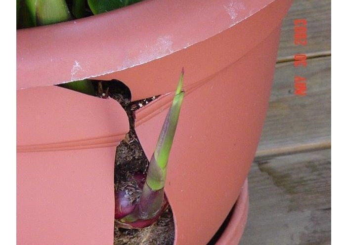 growing-cannas-in-for-a-splash-of-the-tropics-dave-s-garden