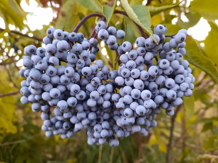 blue sambucus berries
