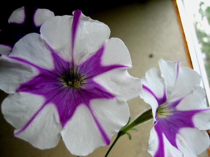 Star-like white with purple star in the middle wave petunia blooms close-up
