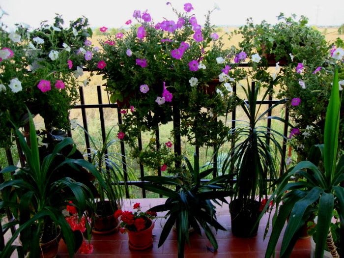 Wave star like white and pink petunias in boxes on my balcony close to dracaena, ivy, geranium, 