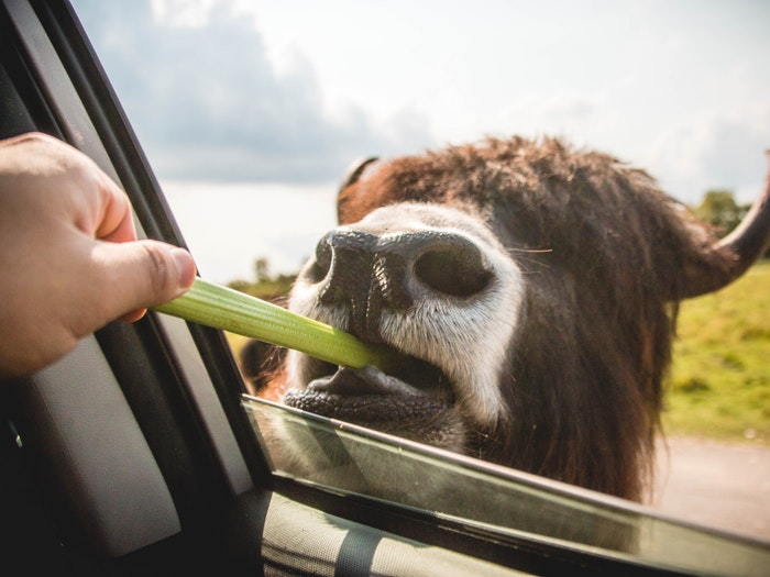 someone feeding a buffalo from car window