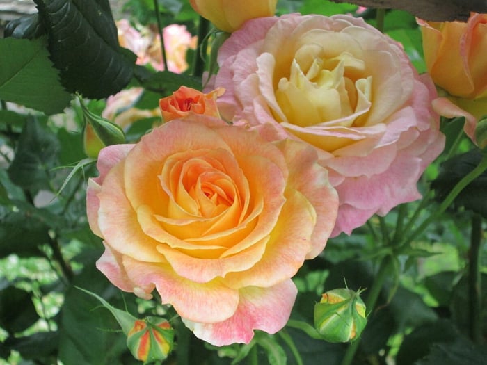 pink and salmon roses