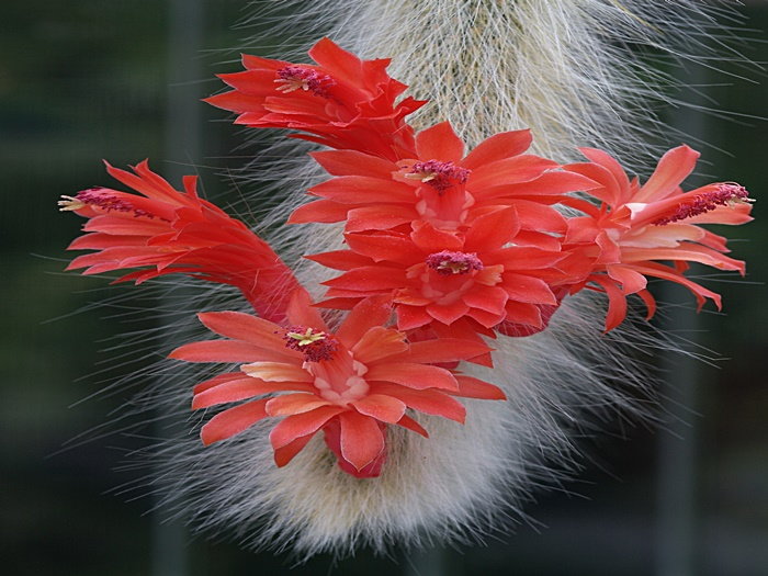 Red monkey tail blooms