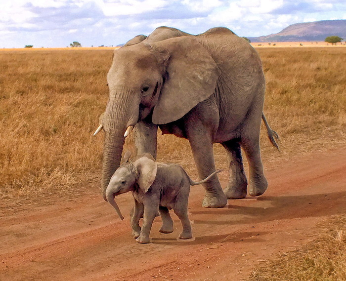 elephant mother and calf