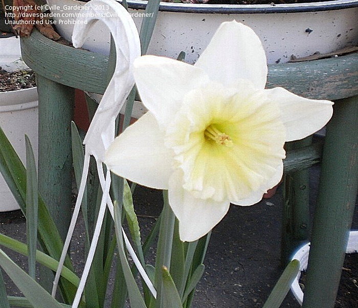 large white narcissus bloom