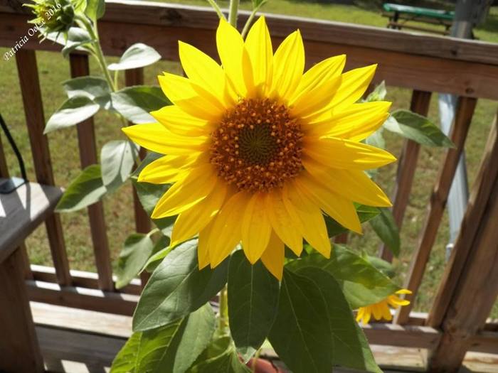 Getting Ready for Winter Dave's Garden