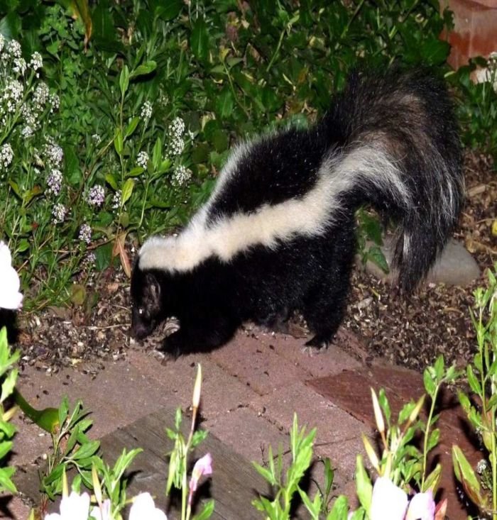 Got Skunks? How to De-skunk Fido and Fluffy - Dave's Garden