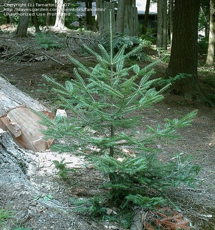 Abies fraseri (Fraser Fir, Mountain Balsam, She-Balsam, Southern Balsam)