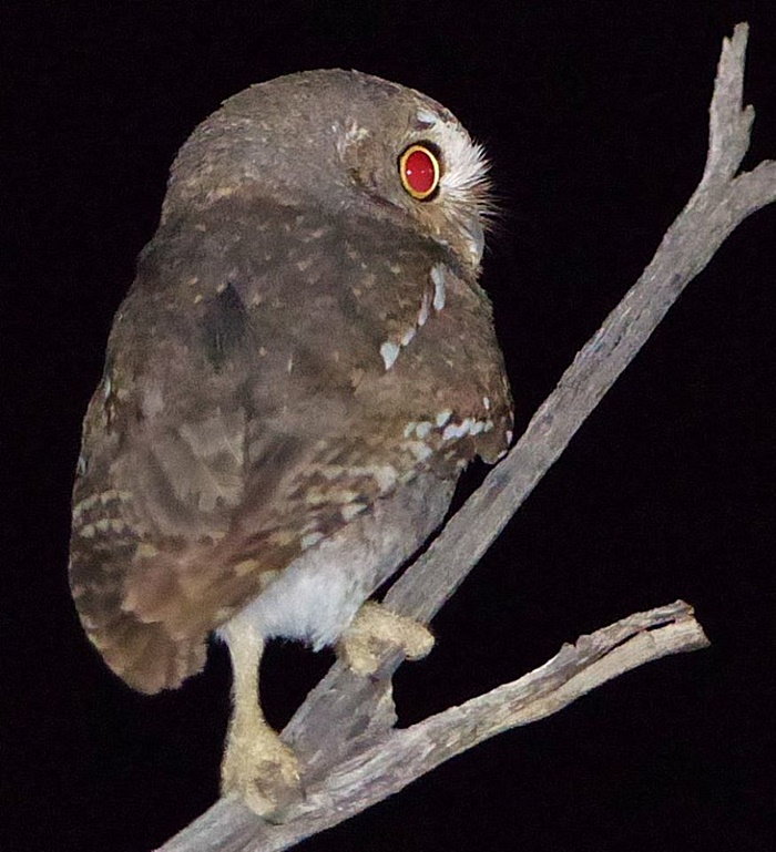 elf owl on branch at night