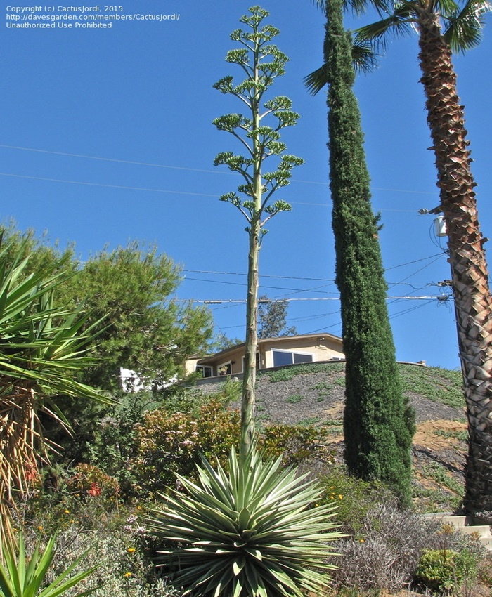 agave plant sending up flower stalk