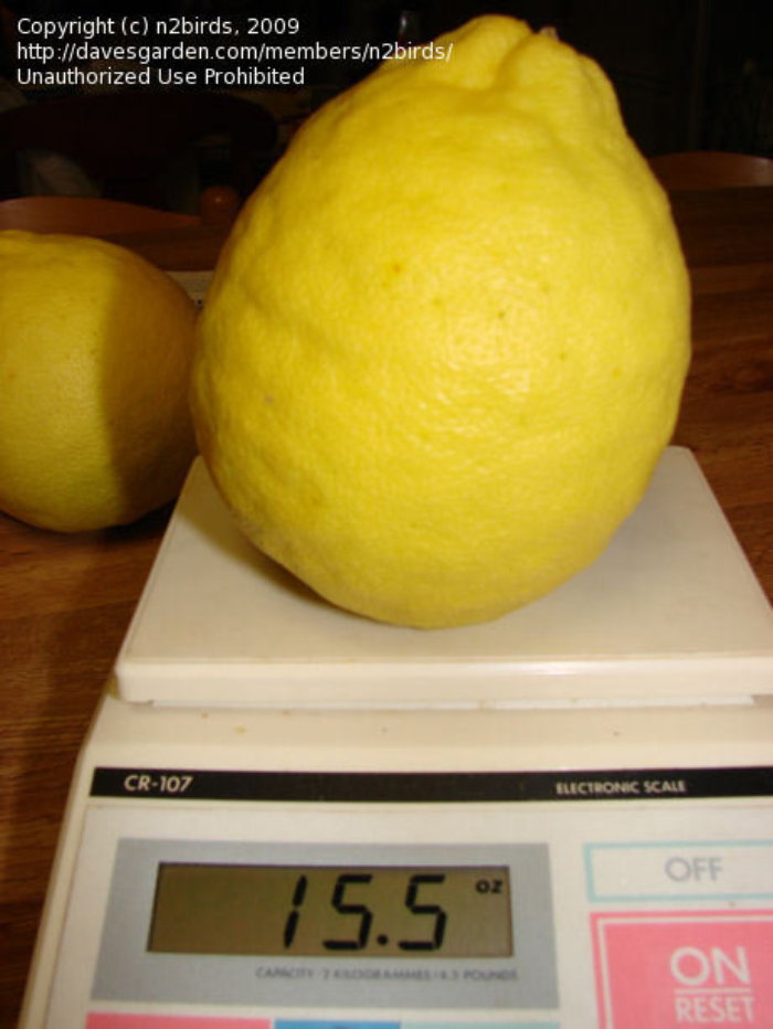 large ponderosa lemon