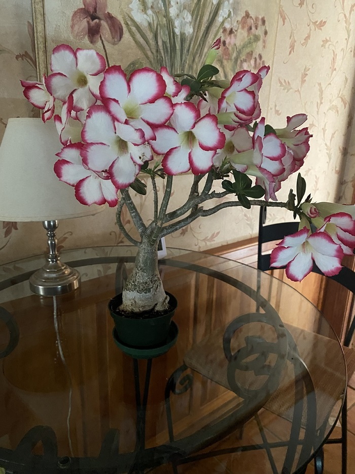 pink and white houseplant