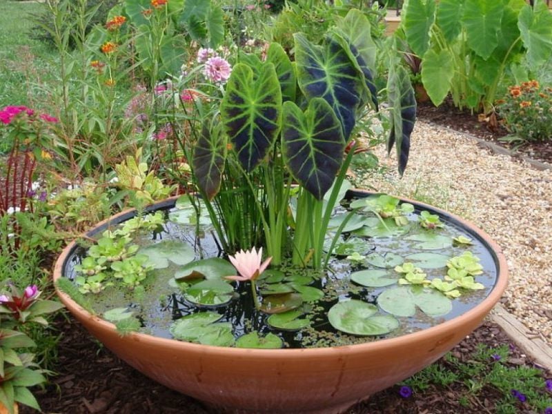 Water Shortage Make A Mini Pond Dave, Easy Way To Make A Mini Garden Pond