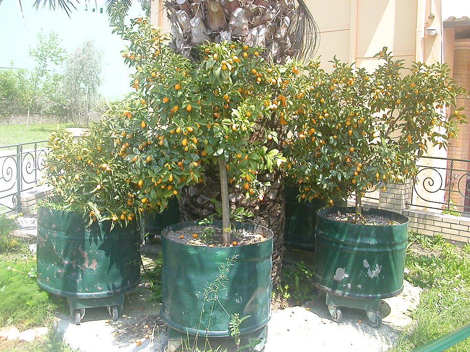 kumquats in grow bags