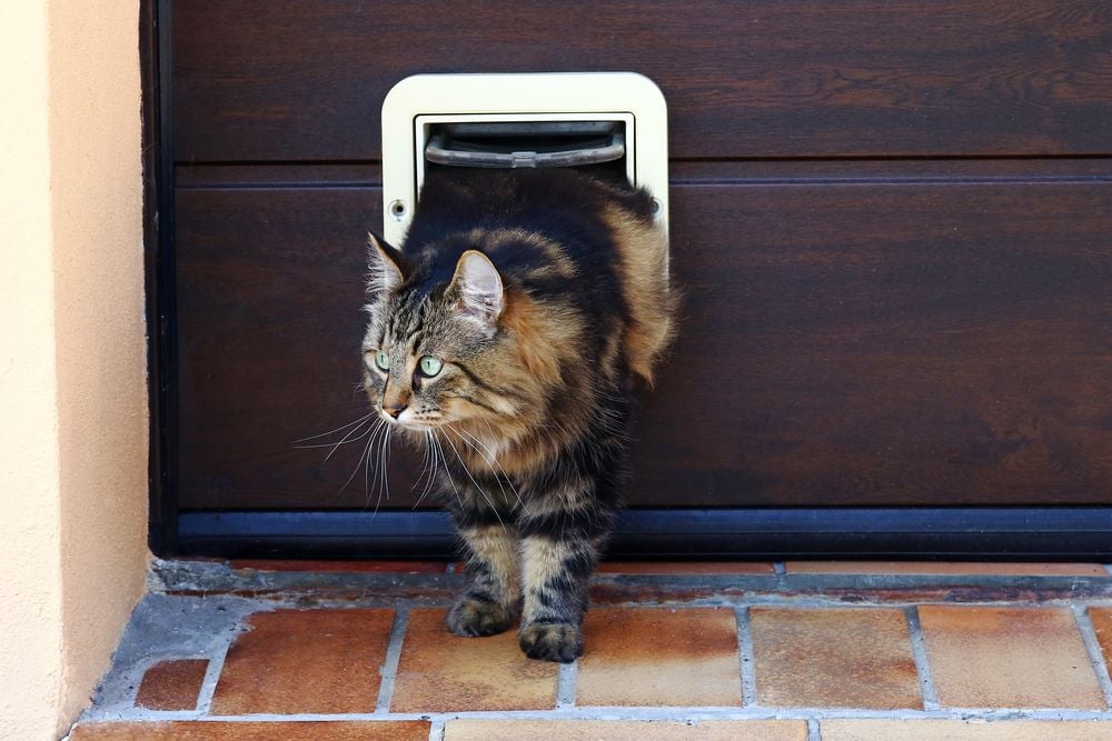 cat exiting a pet door