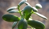 Growing Jade Plants in Containers