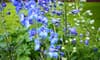 Preserving the Color of Blue Delphinium Blooms