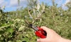 Removing Black Mildew on Plants