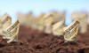 Rows of cash in soil as if they're growing in a garden. 