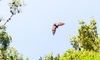 a bat flying through the sky
