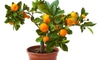A dwarf citrus tree.