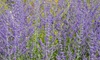 6 Steps for Growing Sage In a Container