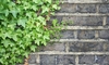How to Remove Ivy from a Brick Wall