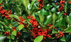 holly tree producing red berries