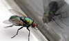 House Fly & Glass Reflection Closeup