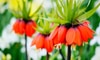 New and Exotic Annuals to Freshen Up Your Landscape