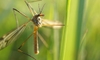 Crane Flies/Tipple Bugs: Beneficial or Pest?