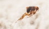 How to Get Rid of Fleas on Your Carpet