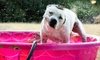12 Ideas to Keep Your Dog Cool in Summer Heat