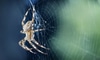 Identifying Spiders by Their Webs