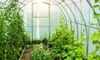 6 Greenhouse Ideas (and How to Build One)